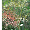 bronze fennel