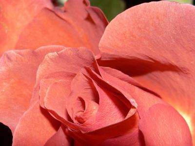 rose 3