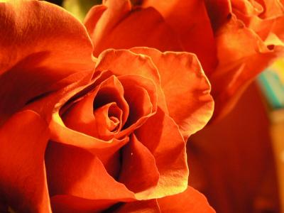 rose 4