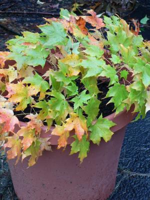 autumn arrangement
