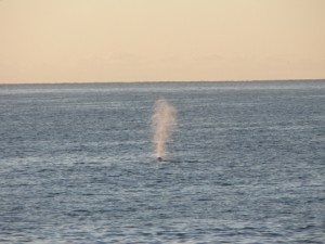 p1110220 whale spouting
