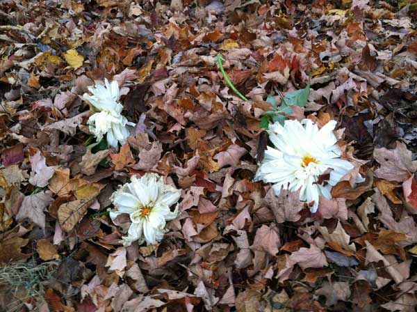 IMG_1167-flowers