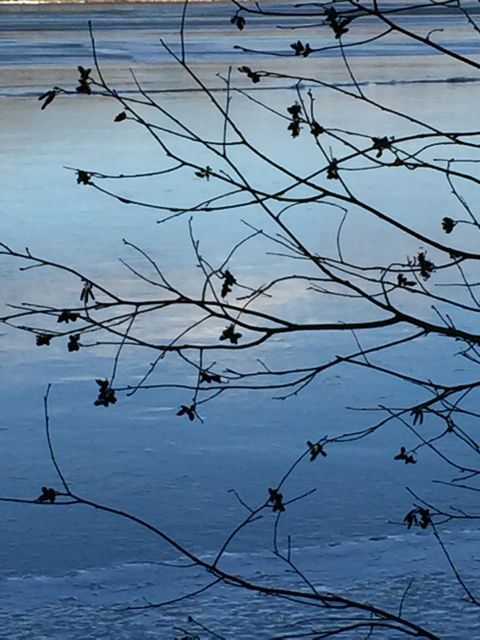pattern of branches across ice and water