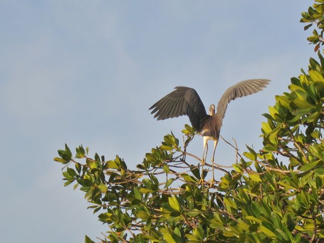 heron taking flight