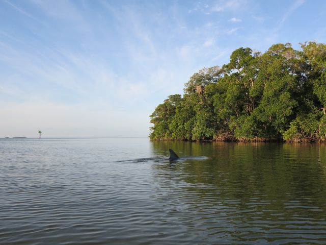 bottlenose dolphin
