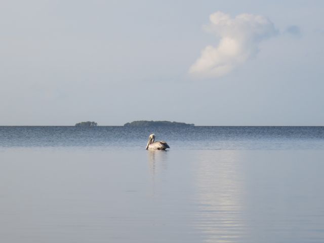 peaceful pelican