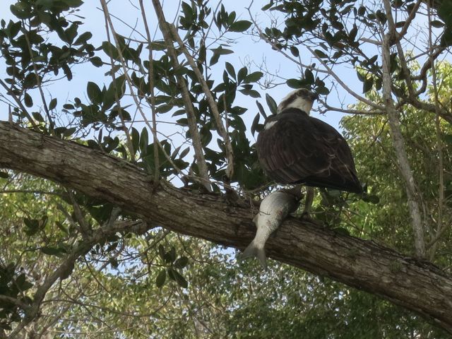 osprey with catch